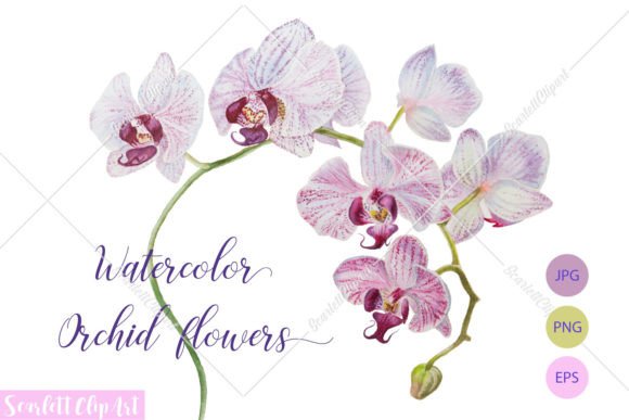 Download Orchid Flowers Branch Watercolor Vector - Vector Collection